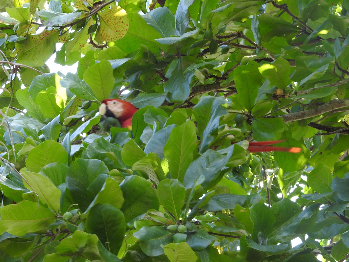 Scarlet Macaw - ML547267711