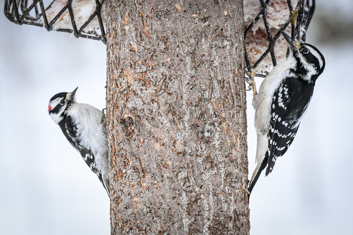 Downy Woodpecker (Eastern) - ML547269811