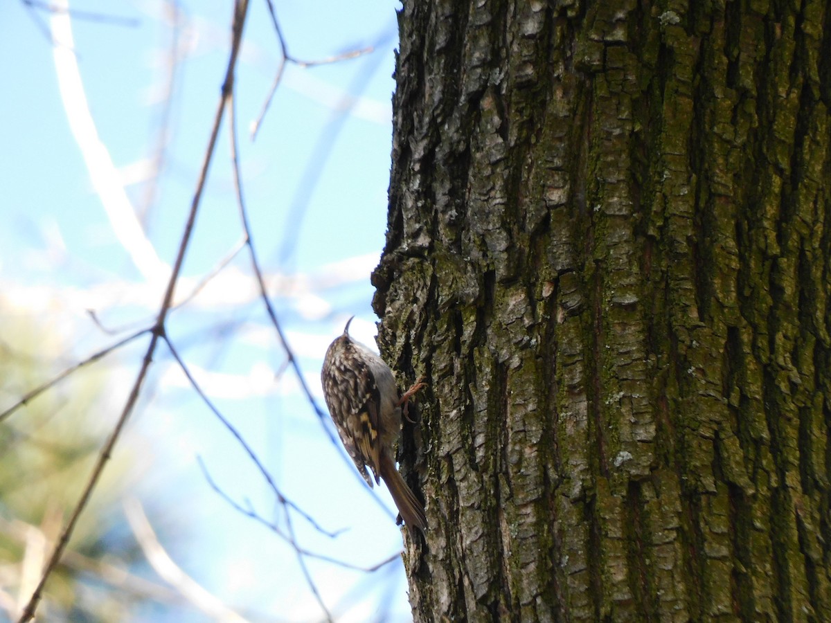 Short-toed Treecreeper - ML547270421