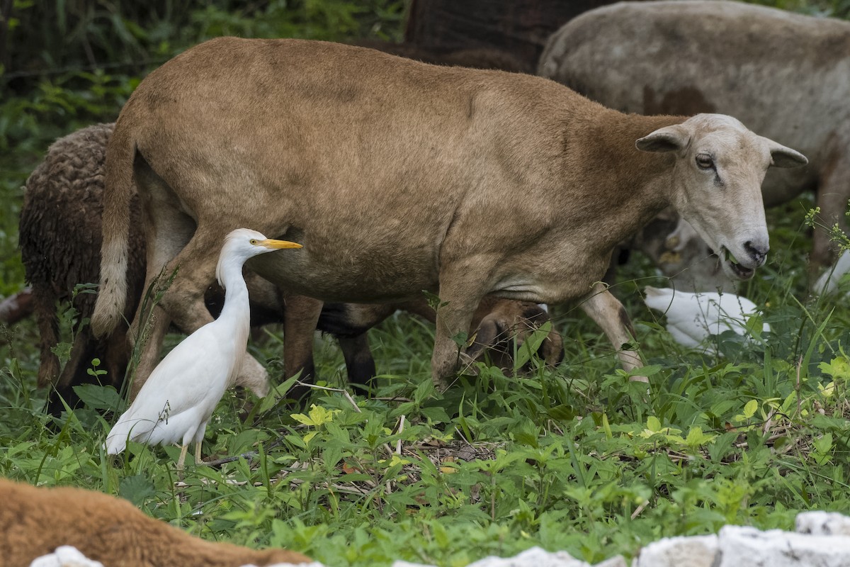 Western Cattle Egret - ML547270561