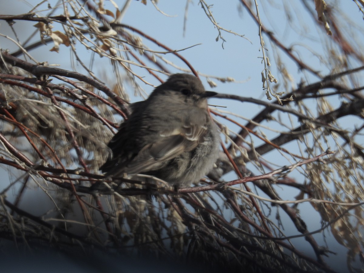 Townsend's Solitaire - ML547271271