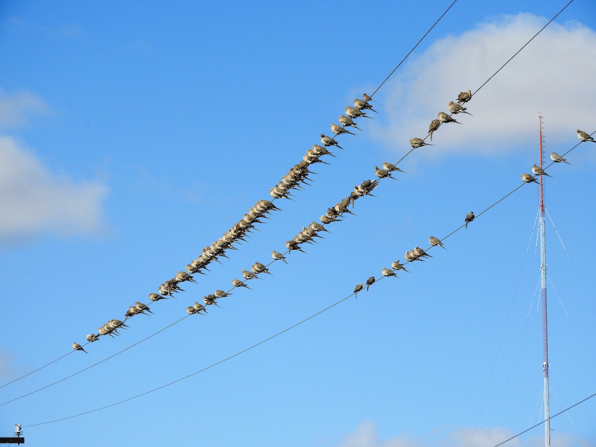 Mourning Dove - Roger Simmons