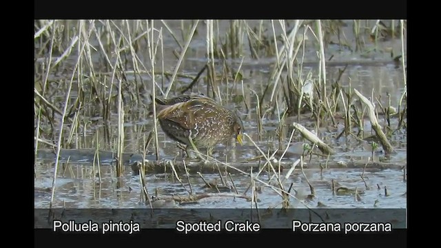 Spotted Crake - ML547271901