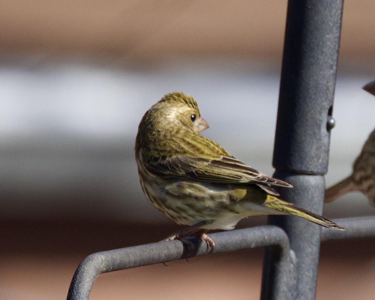 Purple Finch - ML547272101