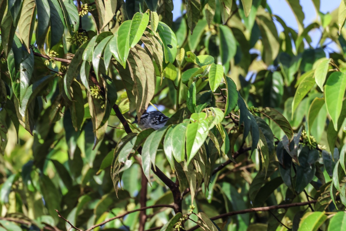 Spot-tailed Antwren - ML547272261