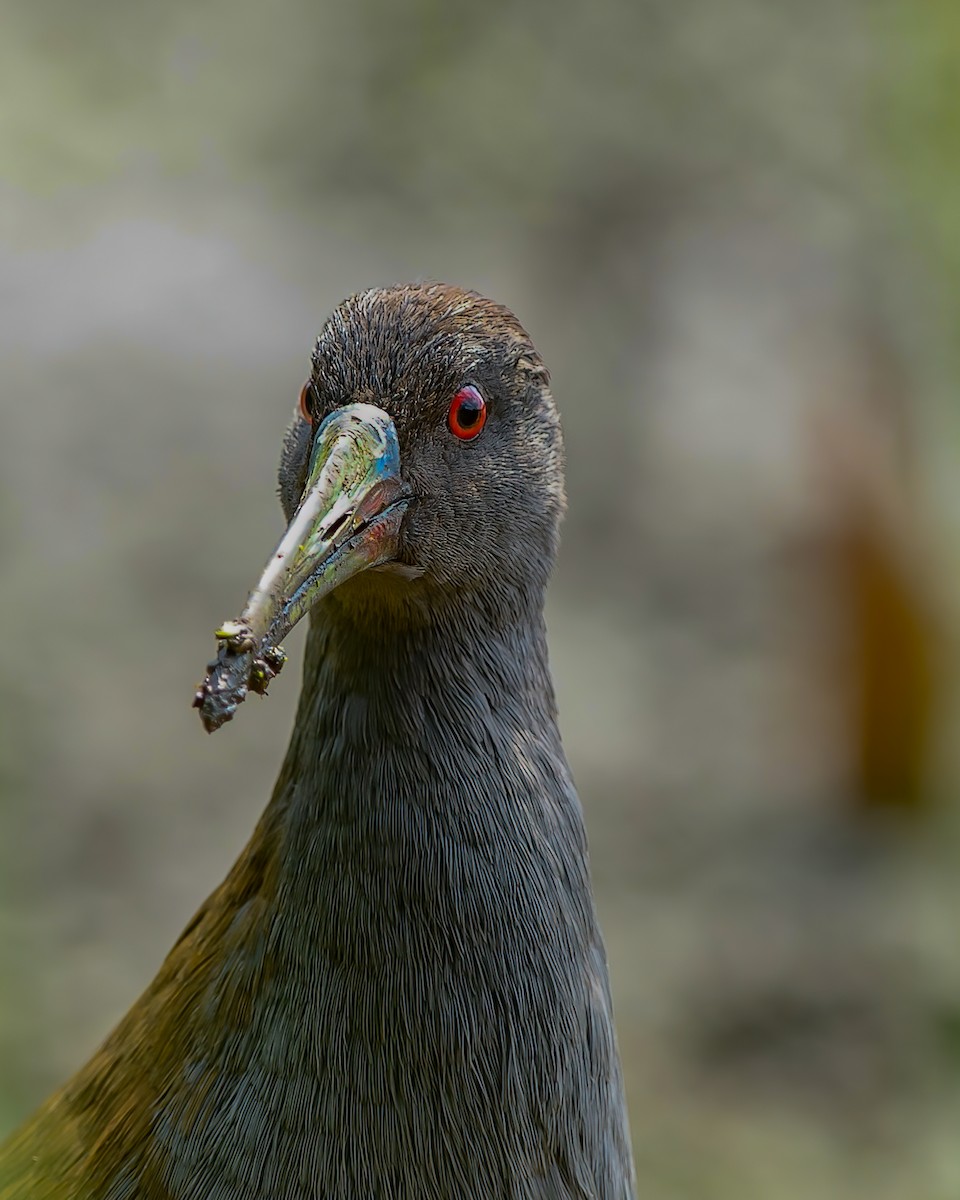 Plumbeous Rail - ML547272931