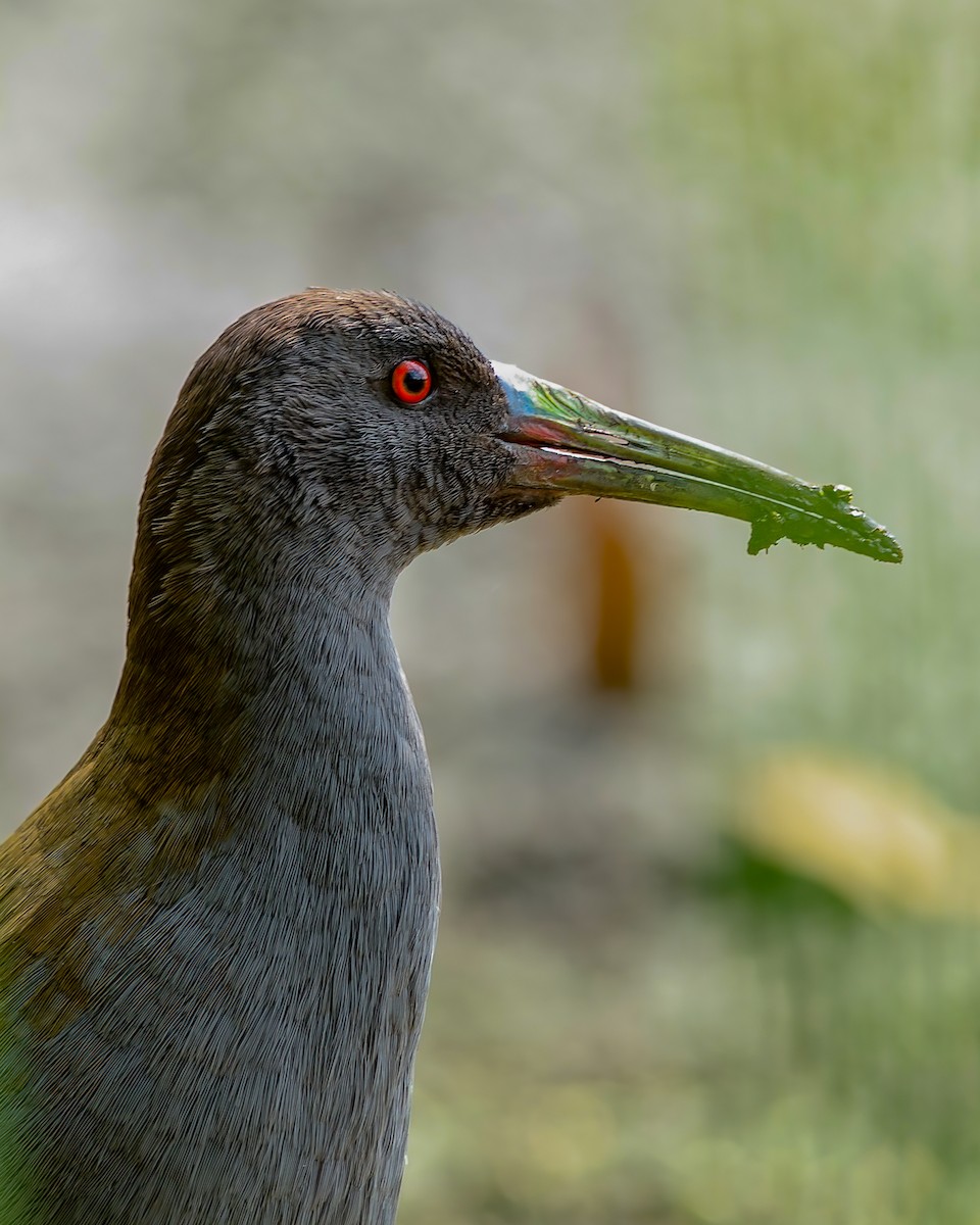 Plumbeous Rail - ML547272941