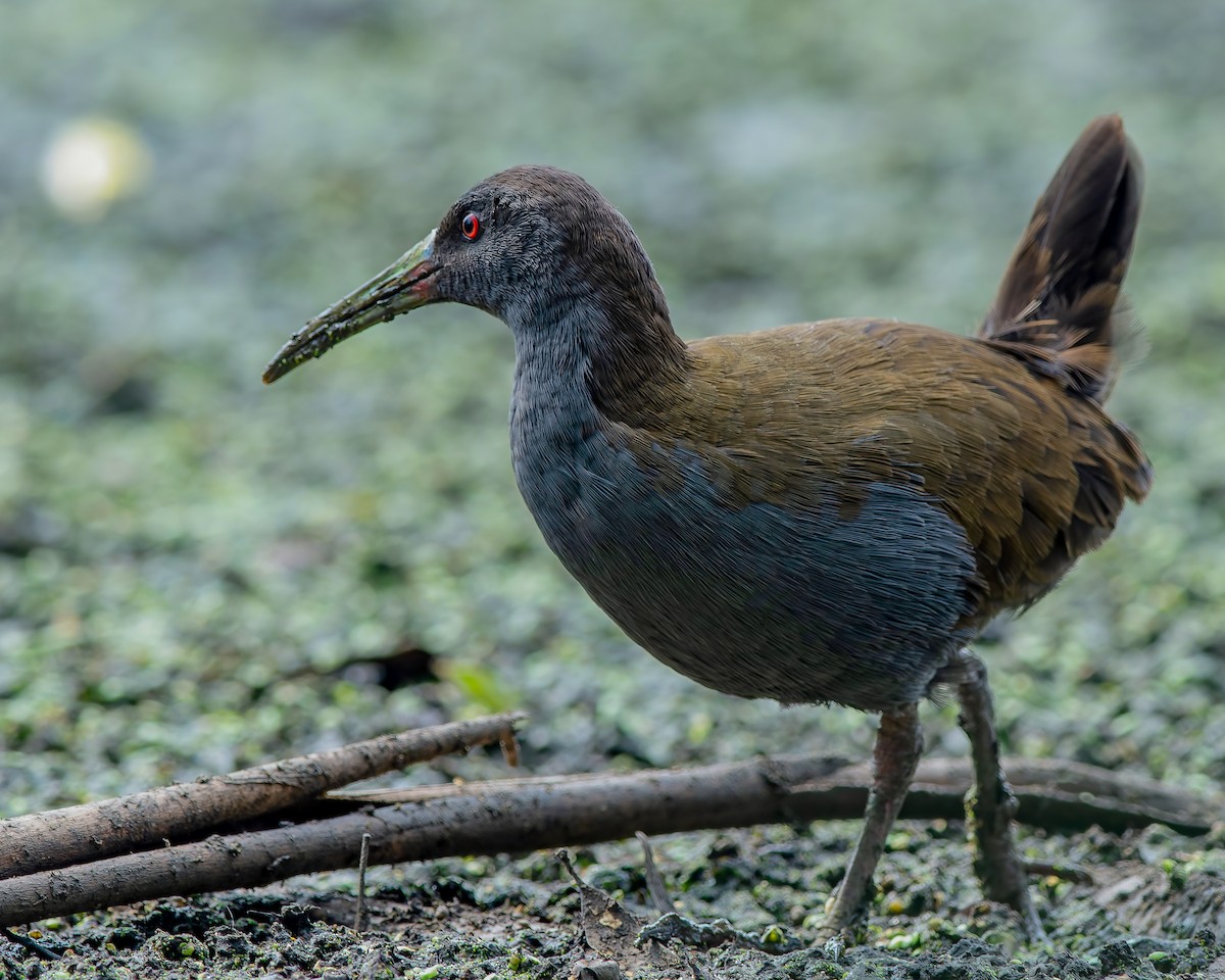 Plumbeous Rail - ML547272951