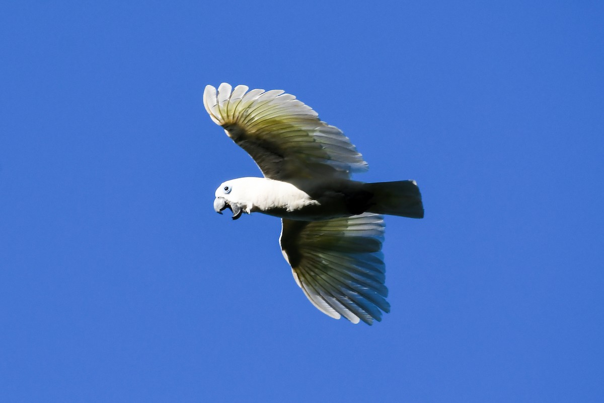 Blue-eyed Cockatoo - ML547272981