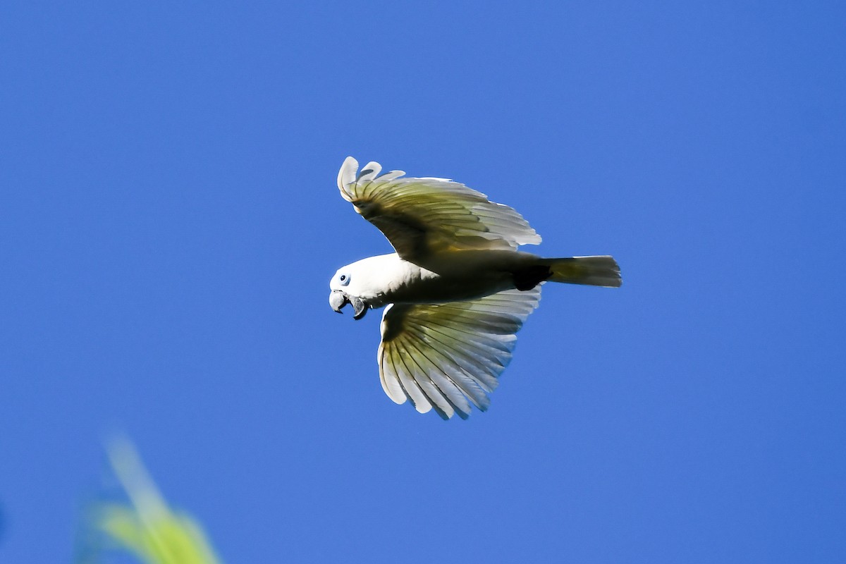 Blue-eyed Cockatoo - ML547272991