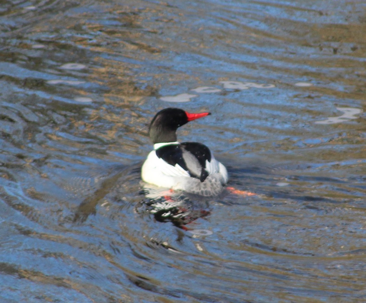 Common Merganser - ML547273701