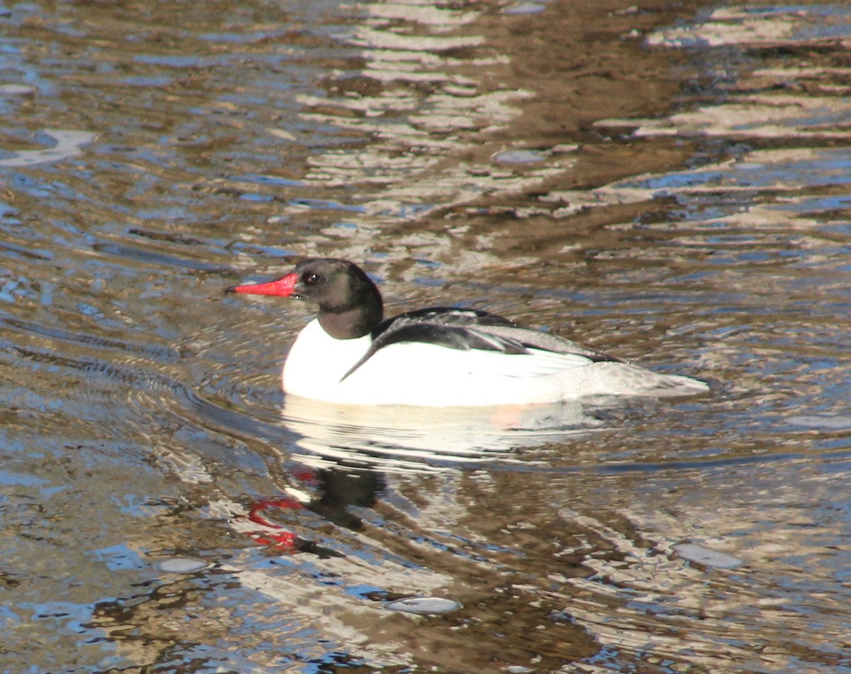 Common Merganser - ML547273711