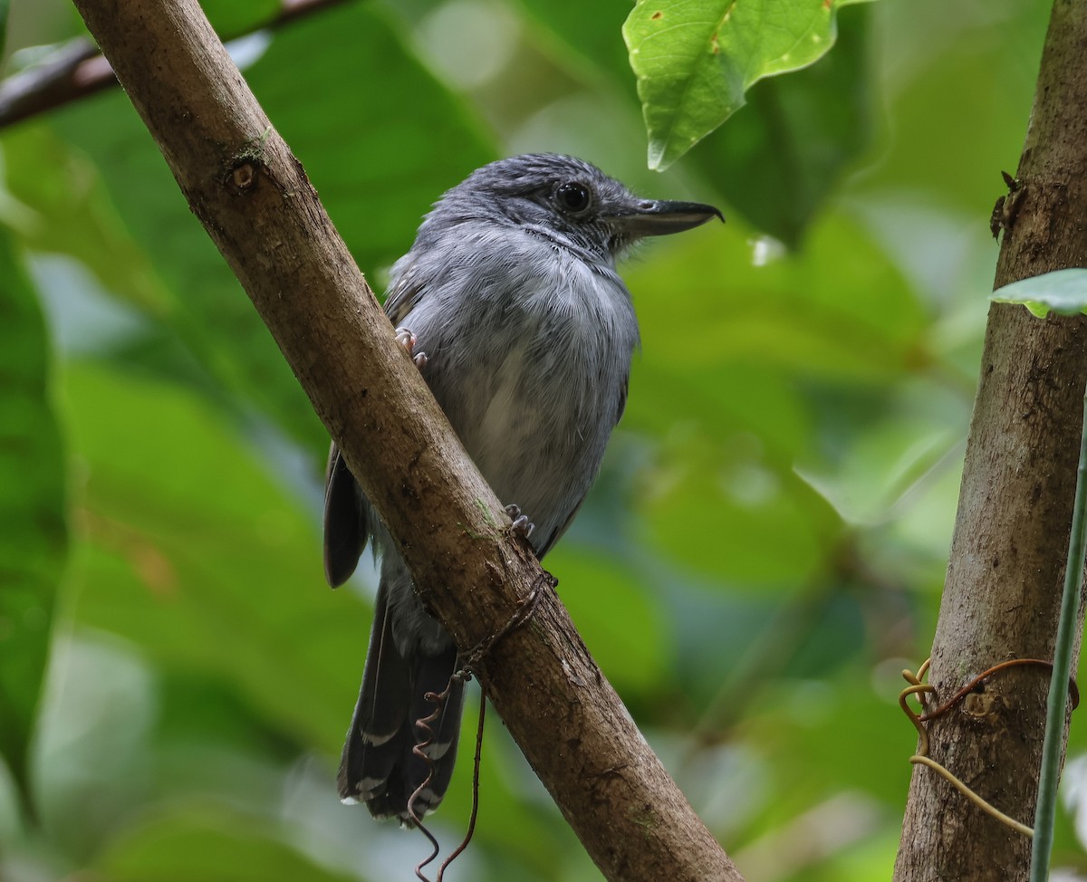 Mouse-colored Antshrike - ML547273921