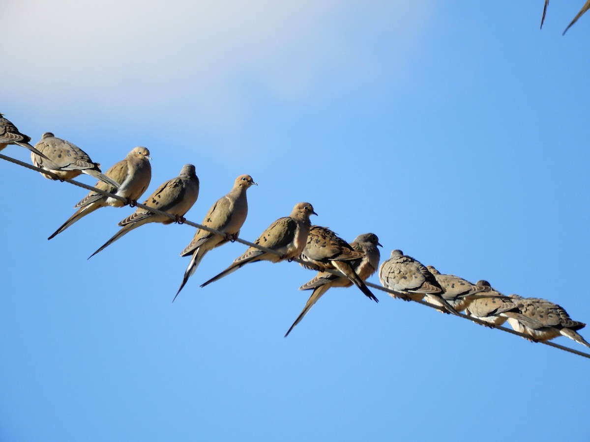 Mourning Dove - ML547274231