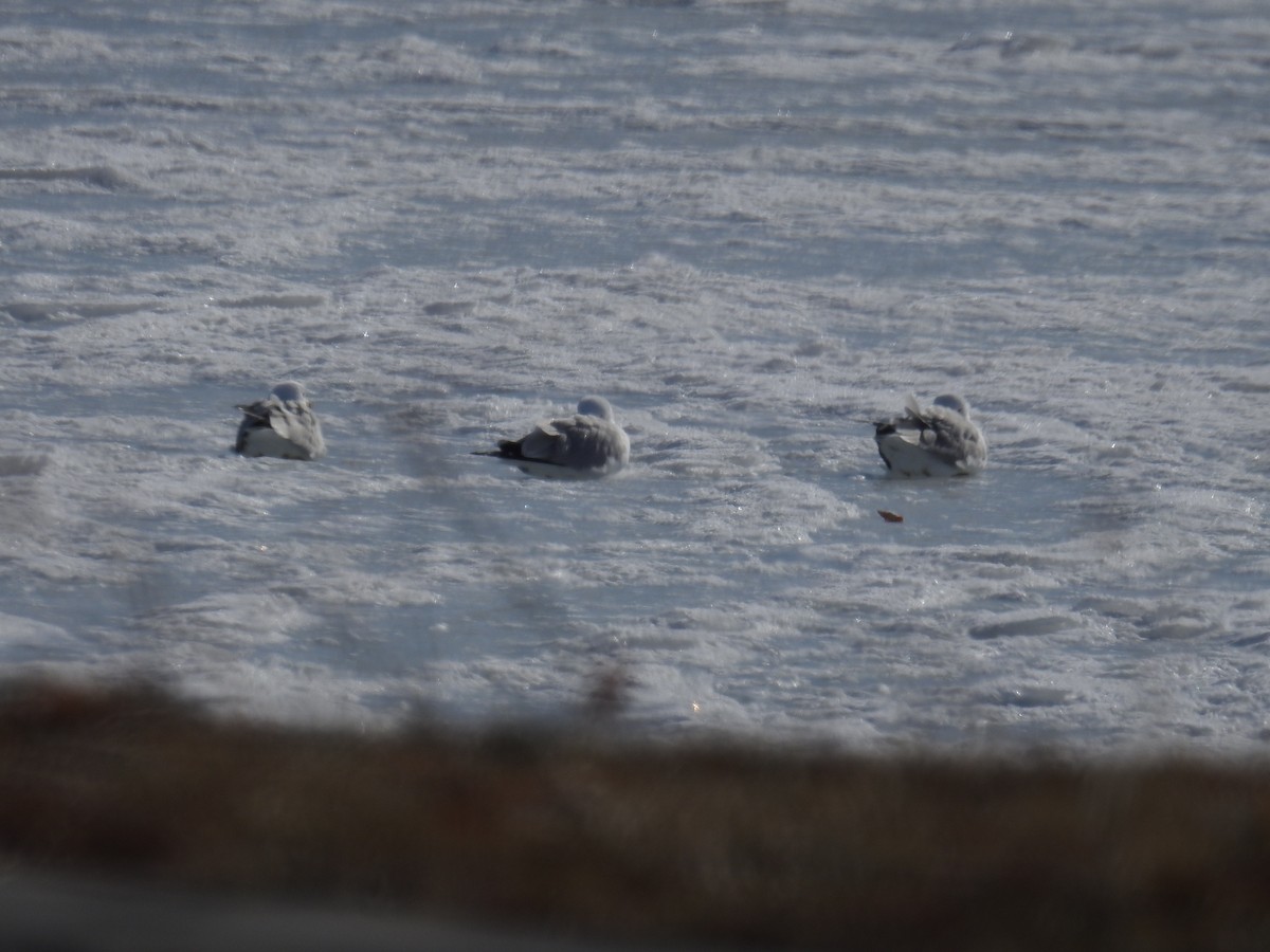 Ring-billed Gull - ML547274601