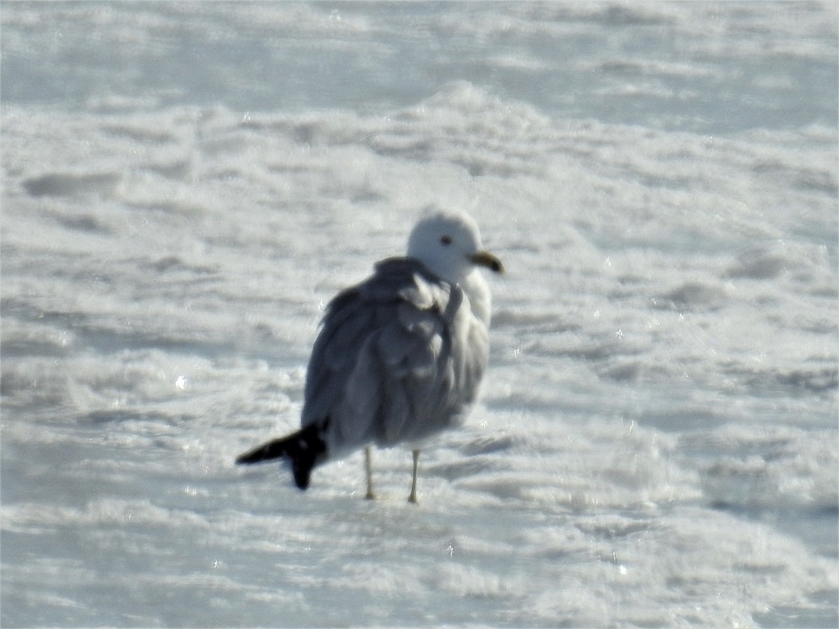 Ring-billed Gull - ML547275011