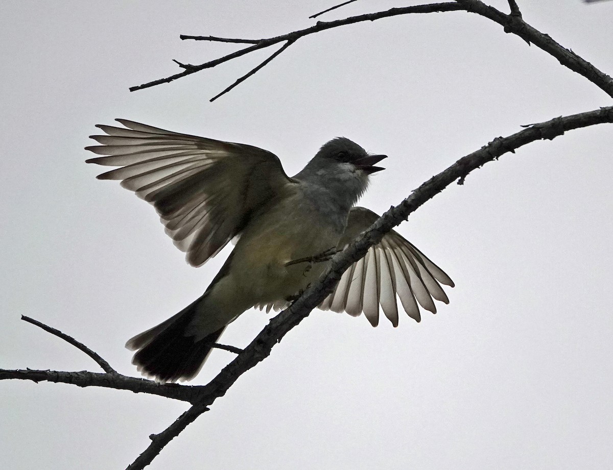 Cassin's Kingbird - ML547276051