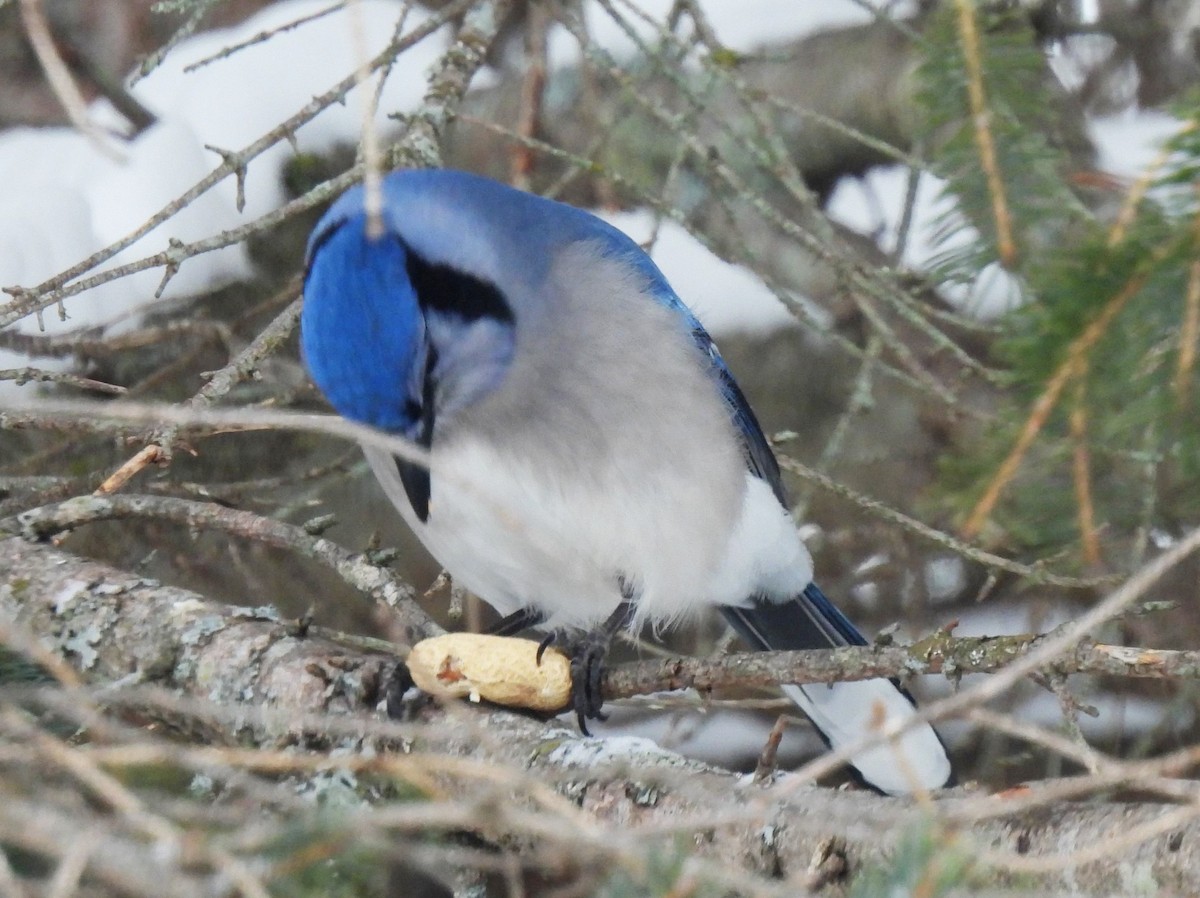 Blue Jay - ML547277711