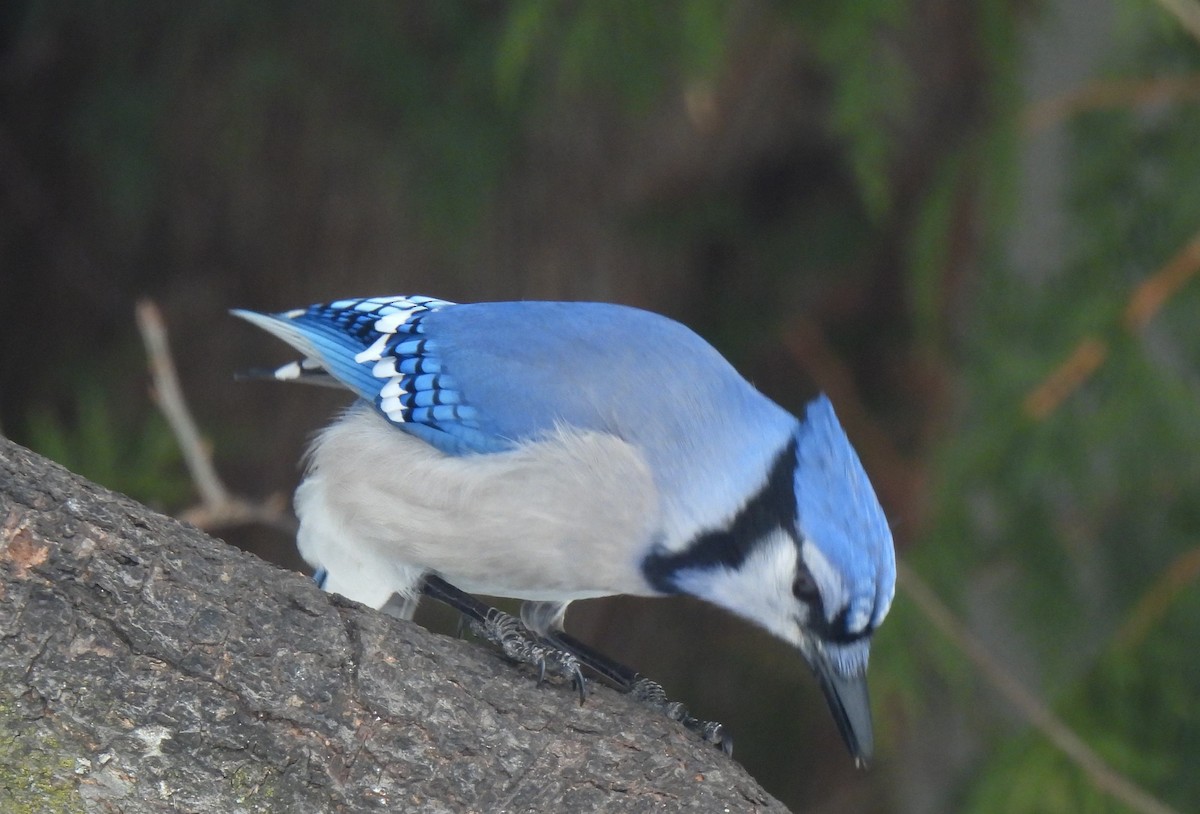 Blue Jay - ML547277761