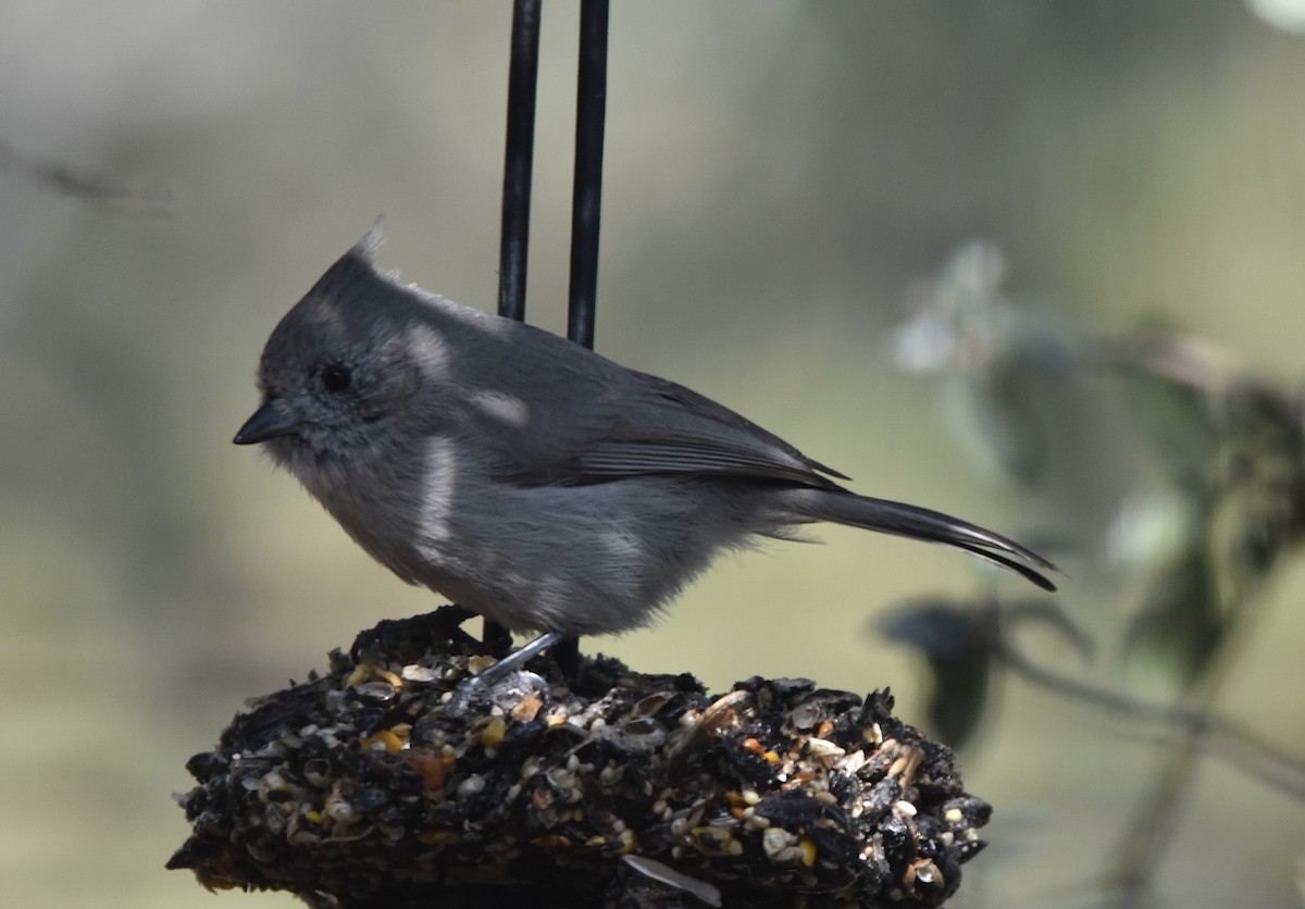 Juniper Titmouse - ML547277951