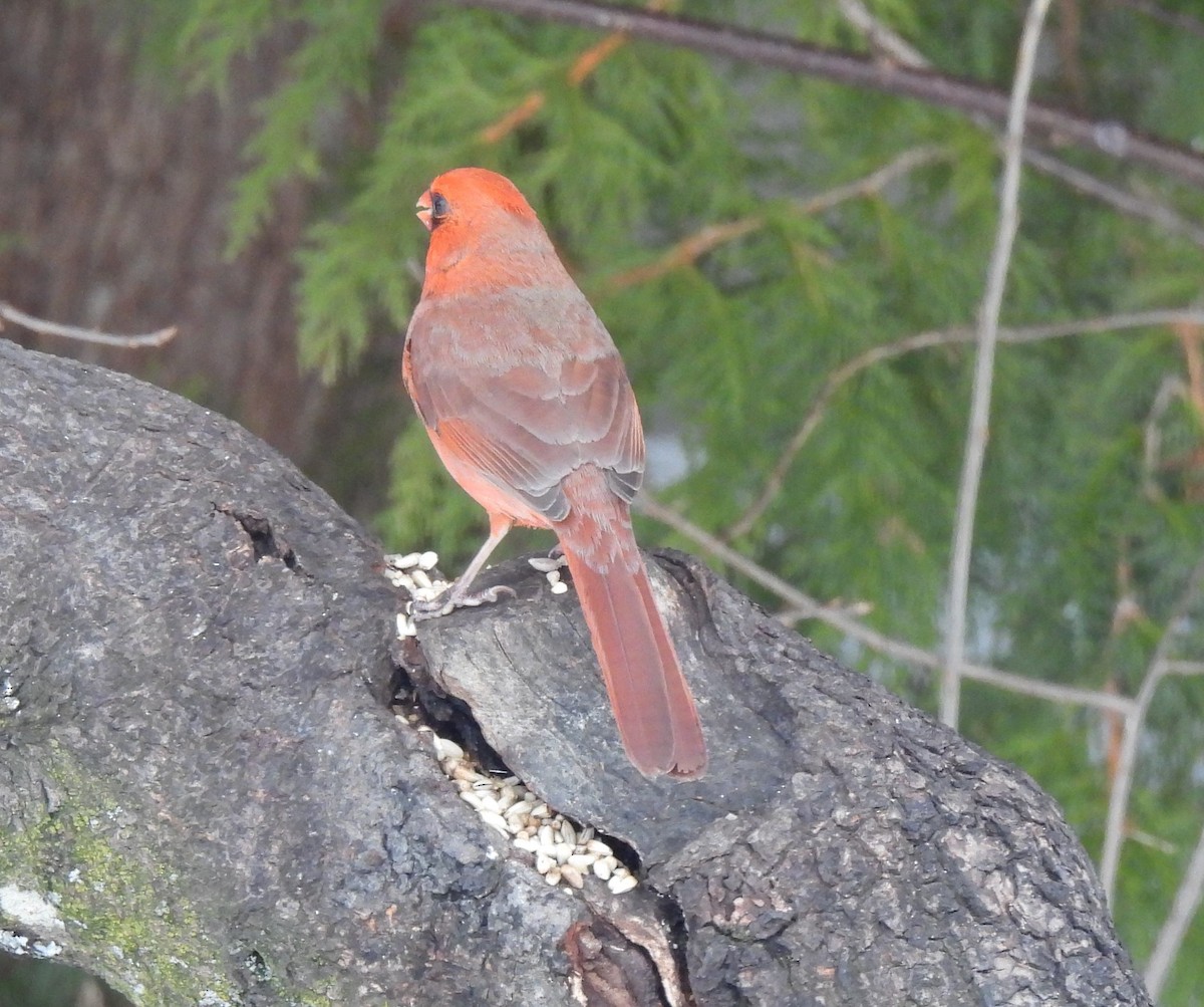 Northern Cardinal - ML547278101