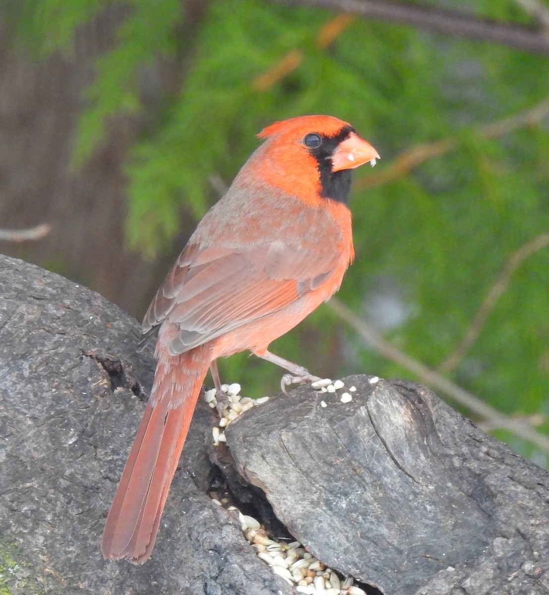 Northern Cardinal - ML547278111