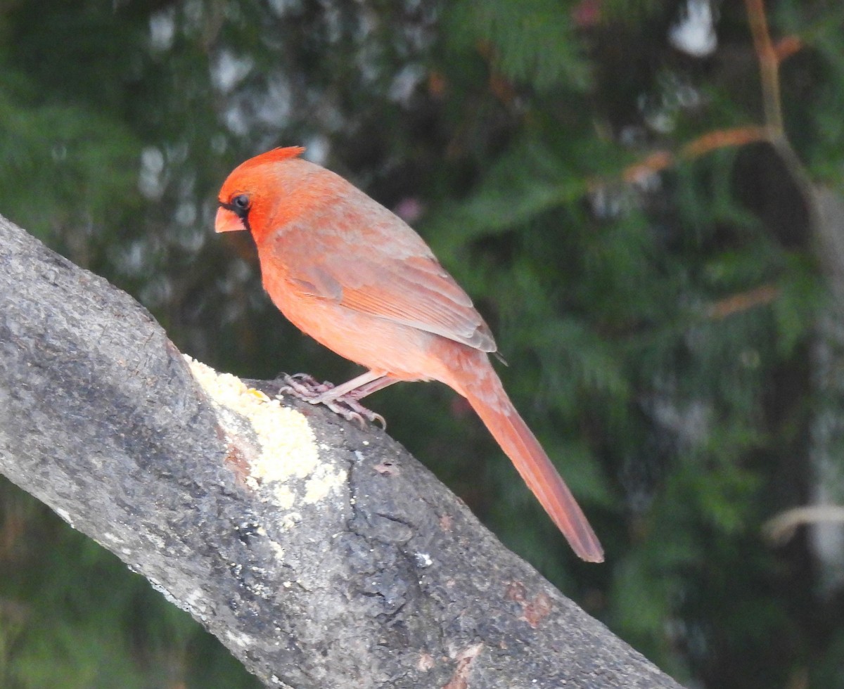 Northern Cardinal - ML547278171
