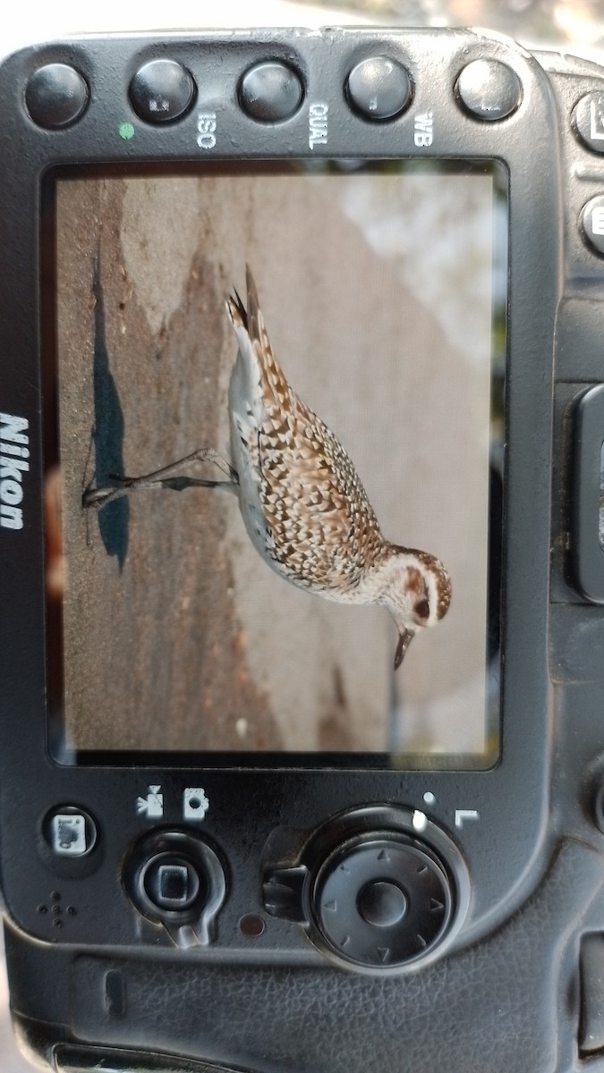 American Golden-Plover - Beto Guido Méndez