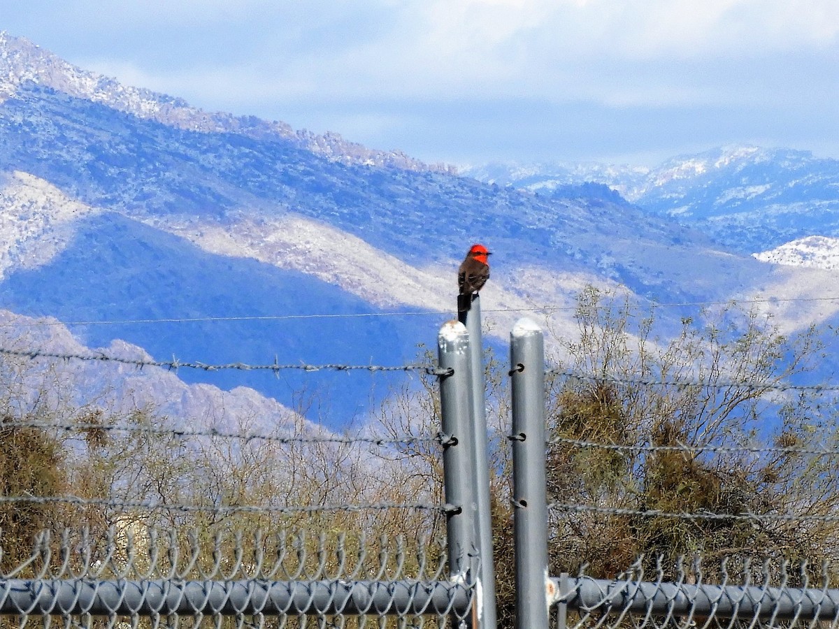 Vermilion Flycatcher - ML547279791