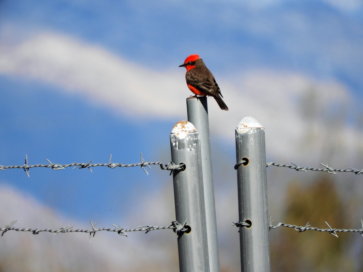 Vermilion Flycatcher - ML547279801