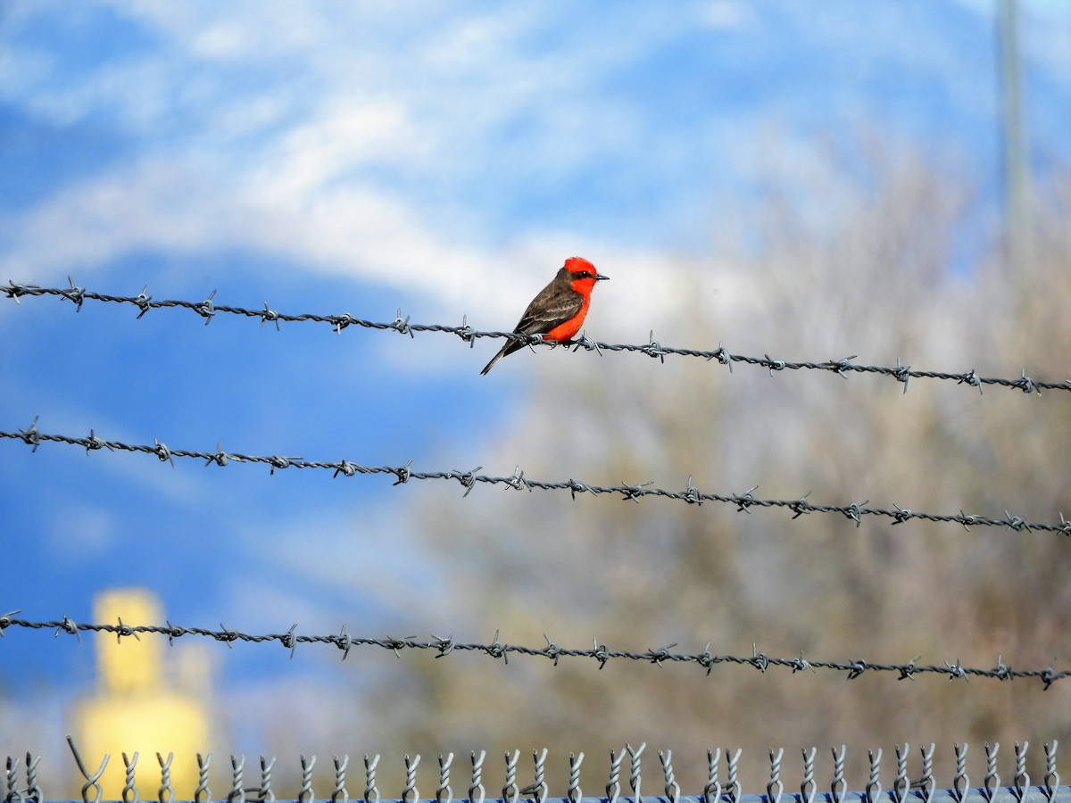 Vermilion Flycatcher - ML547279821