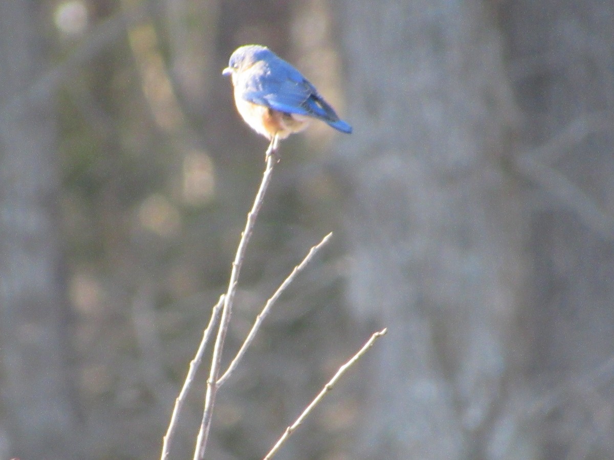 Eastern Bluebird - ML547279841