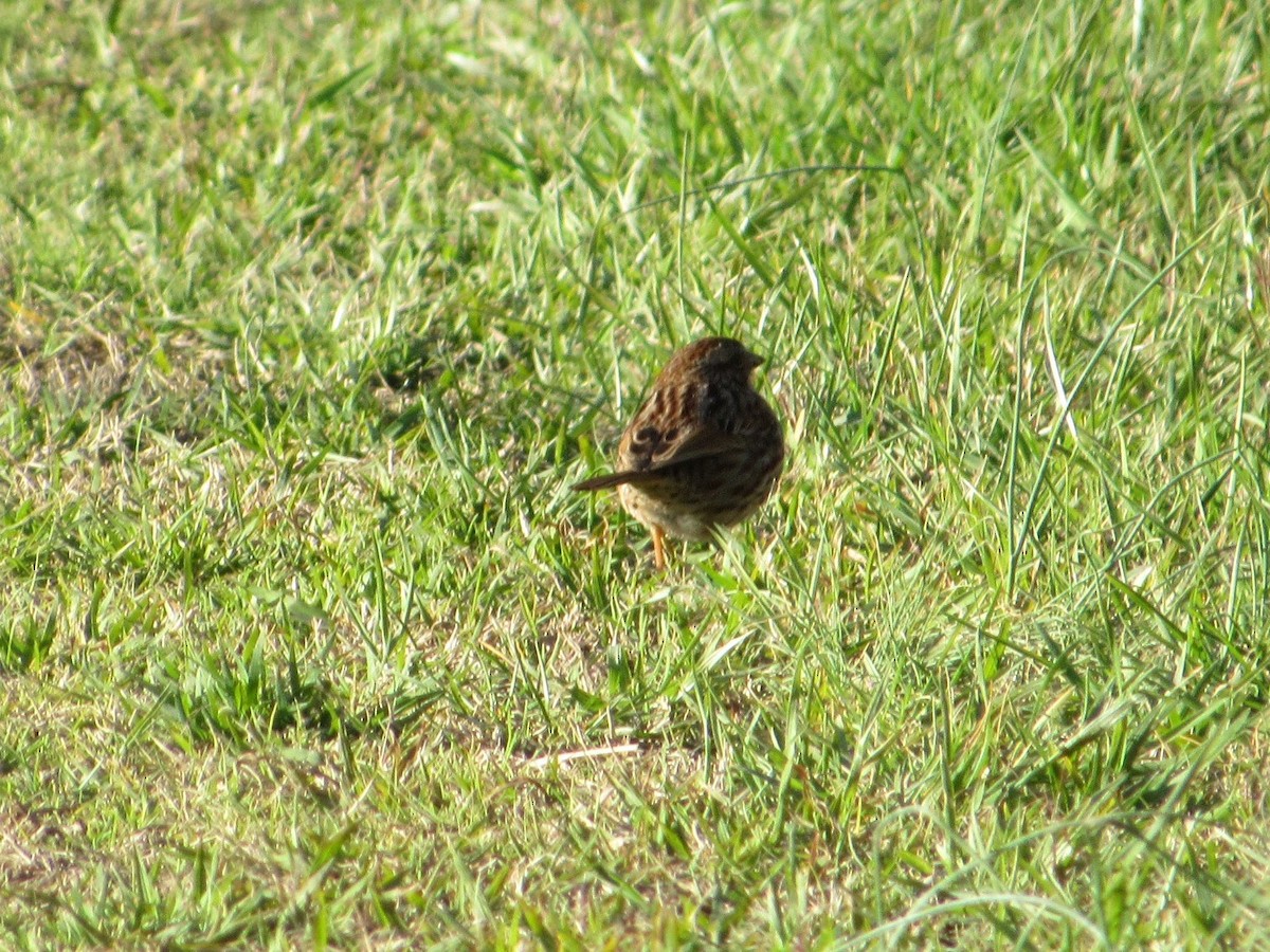 Song Sparrow - ML547280051