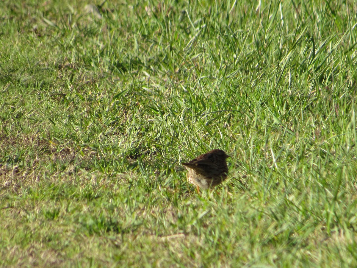 Song Sparrow - ML547280061