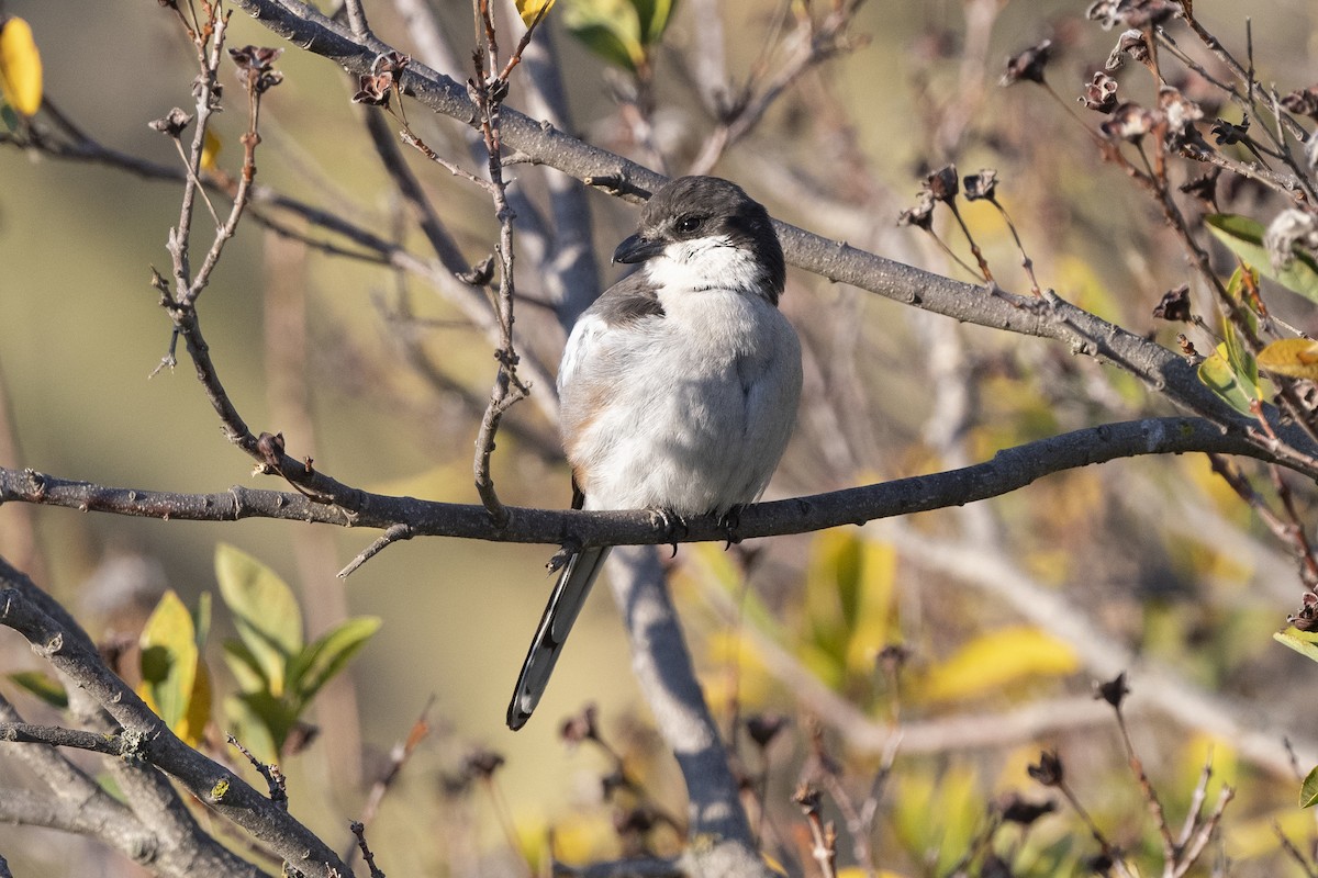 Southern Fiscal - Peter Hawrylyshyn