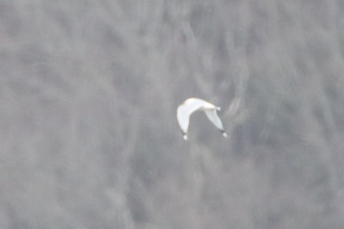 Ring-billed Gull - ML547281441