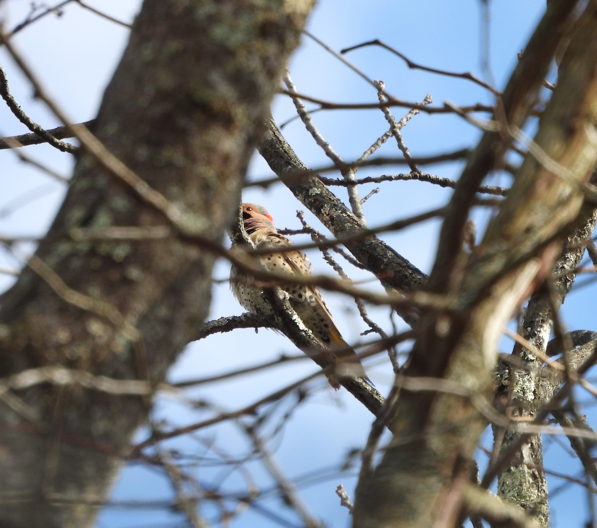 Northern Flicker - ML547283901