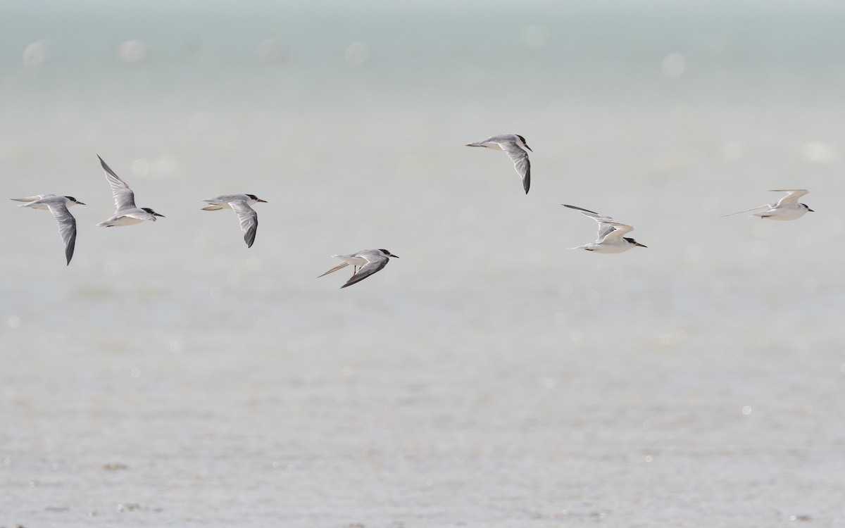 Little Tern - ML547285241