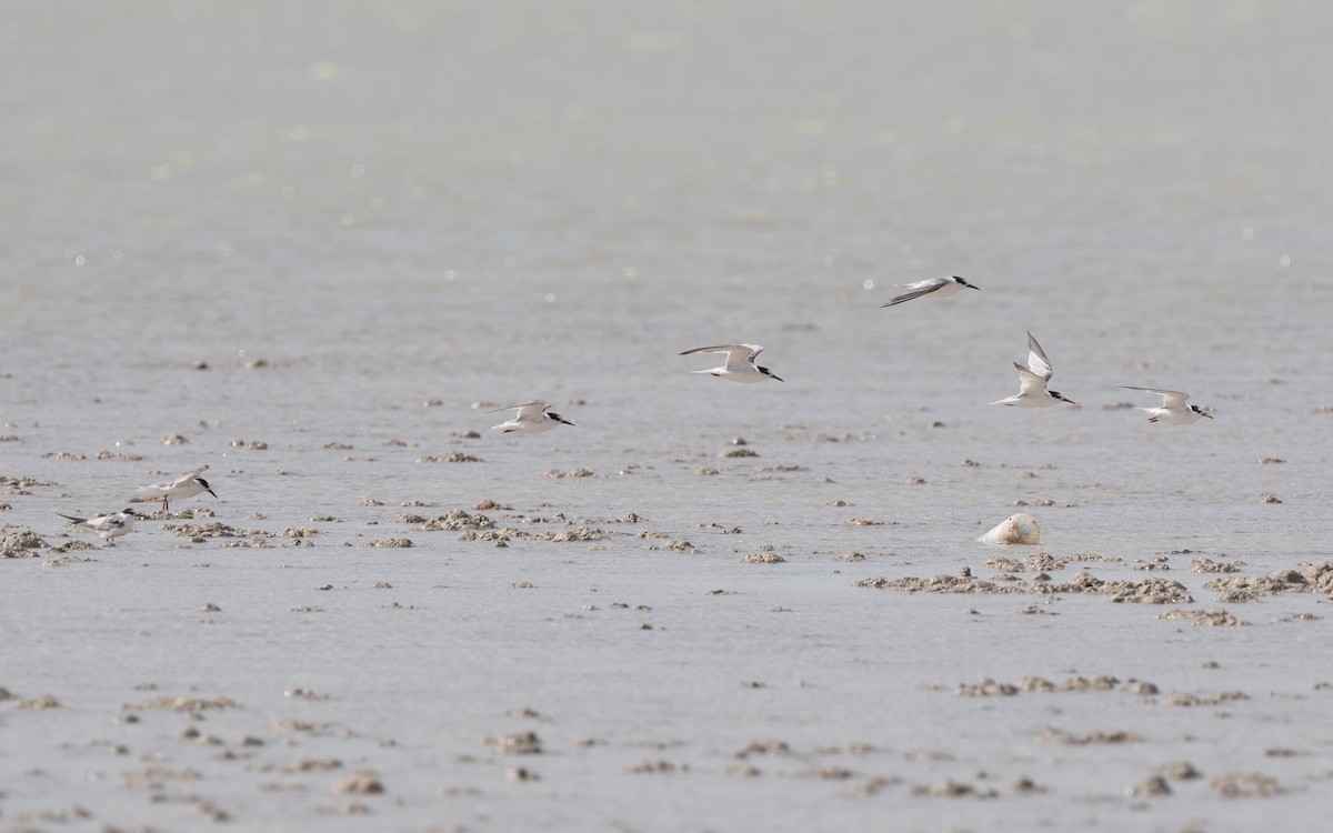 Little Tern - ML547285251