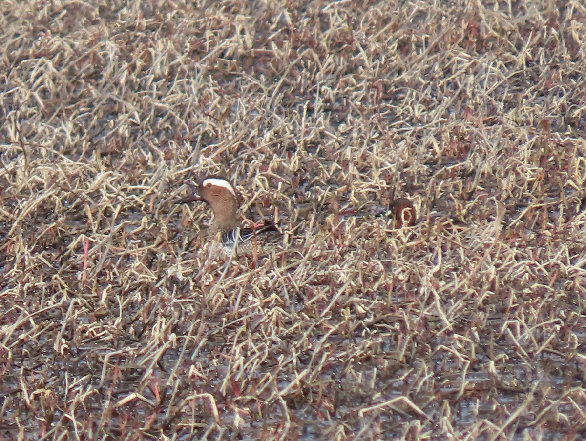 Garganey - Andrés Balfagón Sarrión