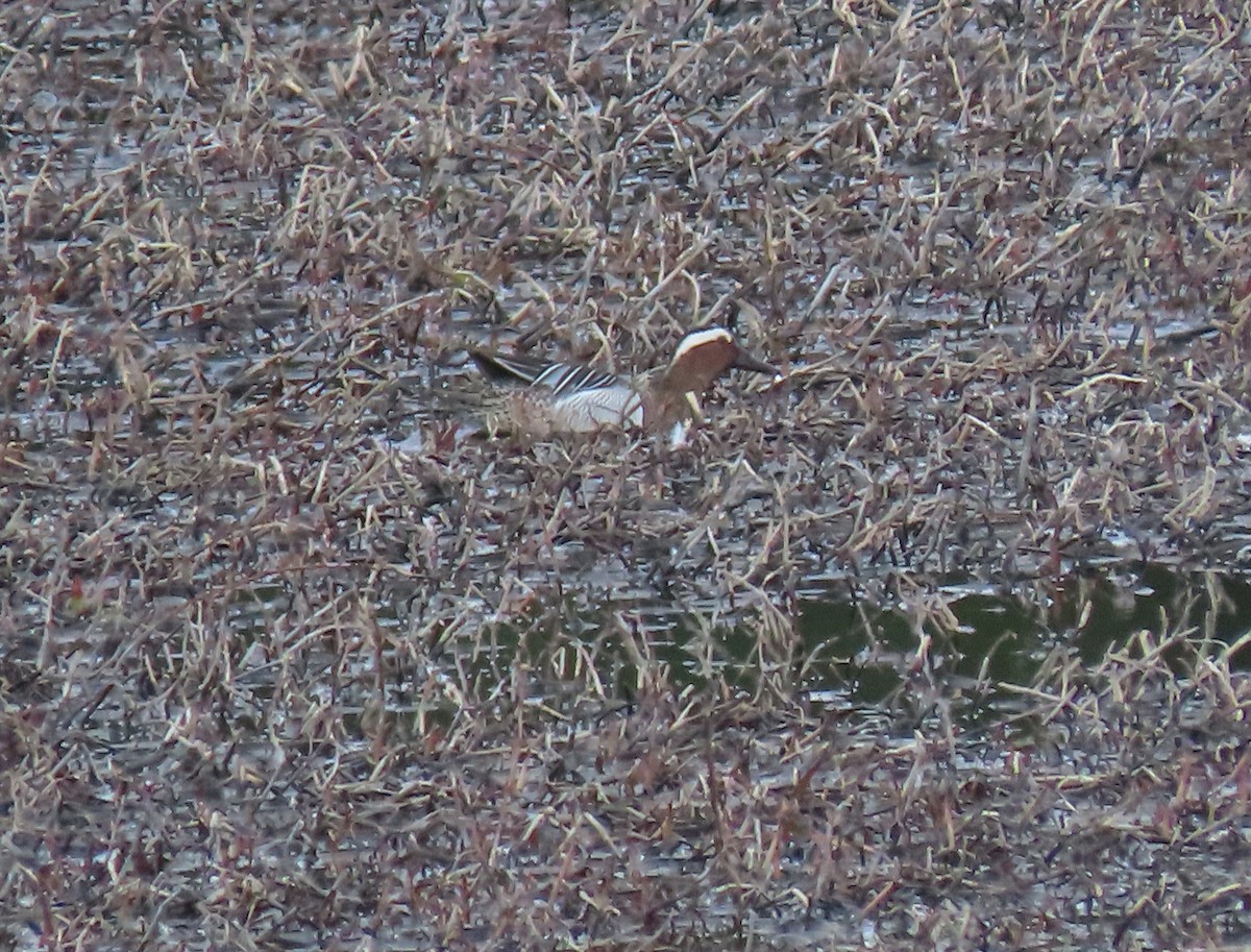 Garganey - Andrés Balfagón Sarrión