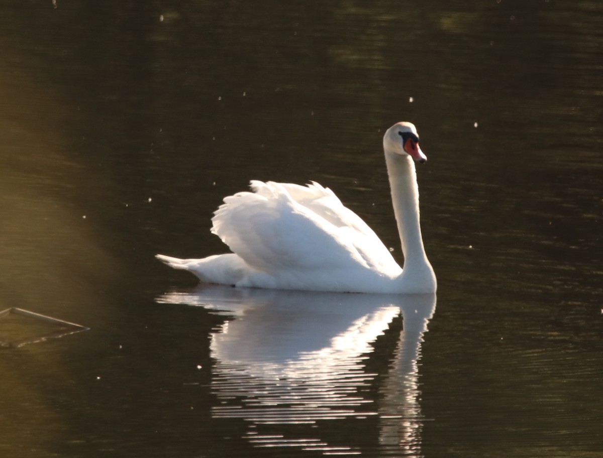 Mute Swan - ML547287211