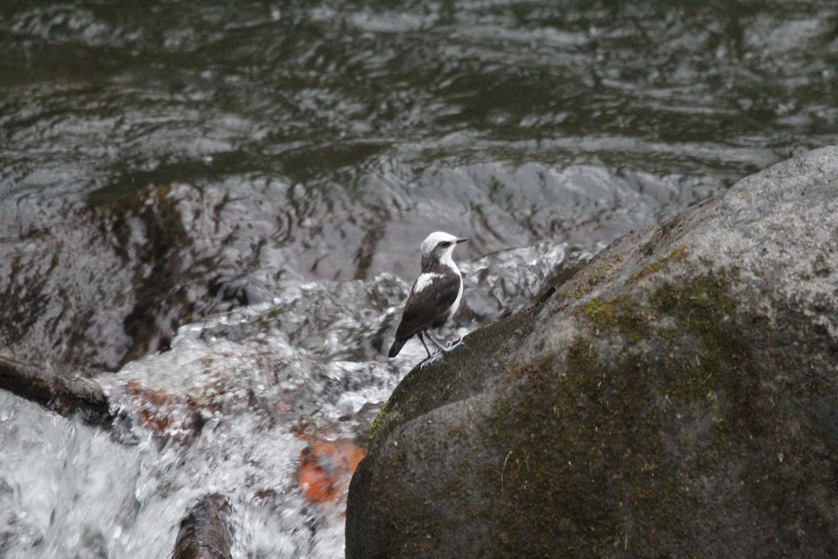 White-capped Dipper - ML547287371