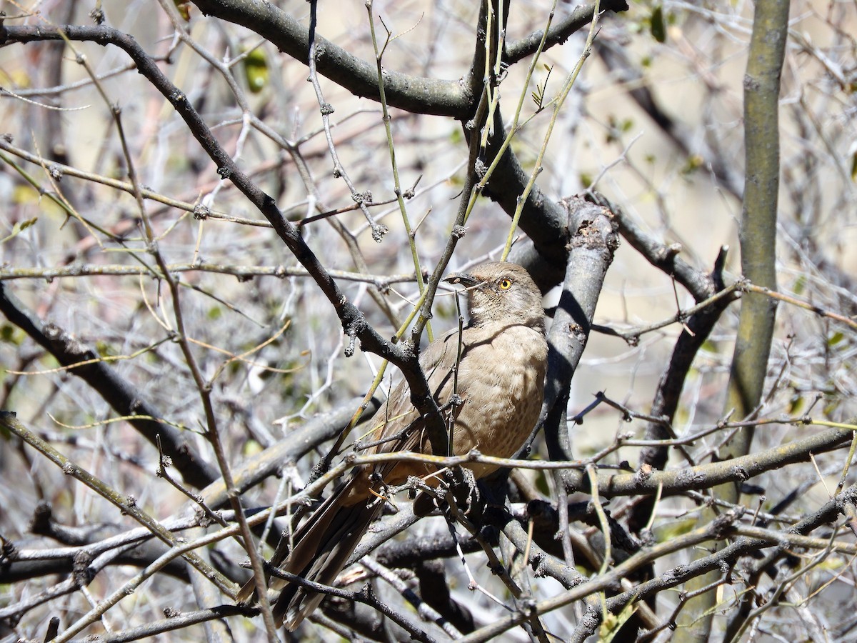 Curve-billed Thrasher - ML547287561