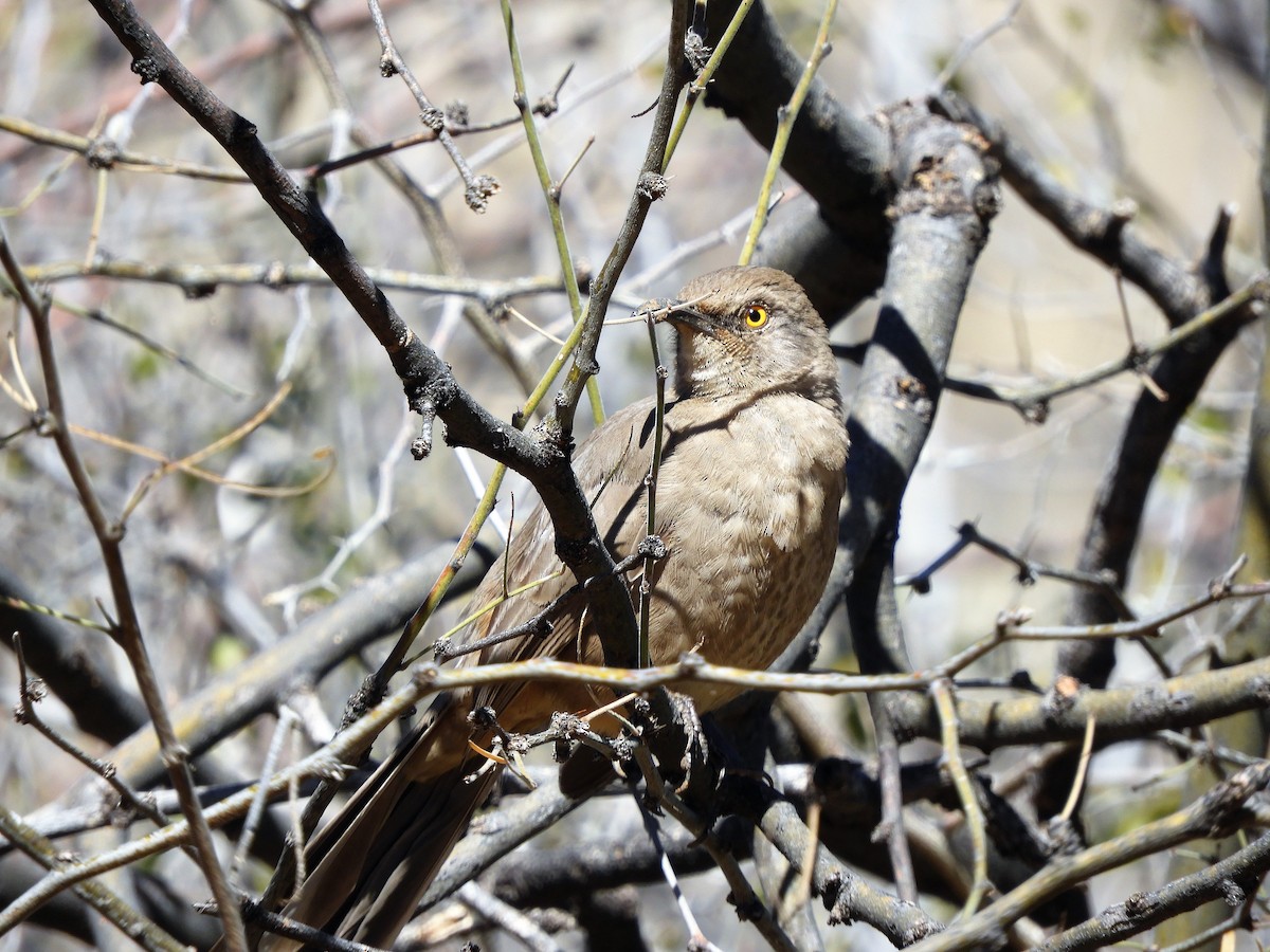 Curve-billed Thrasher - ML547287571