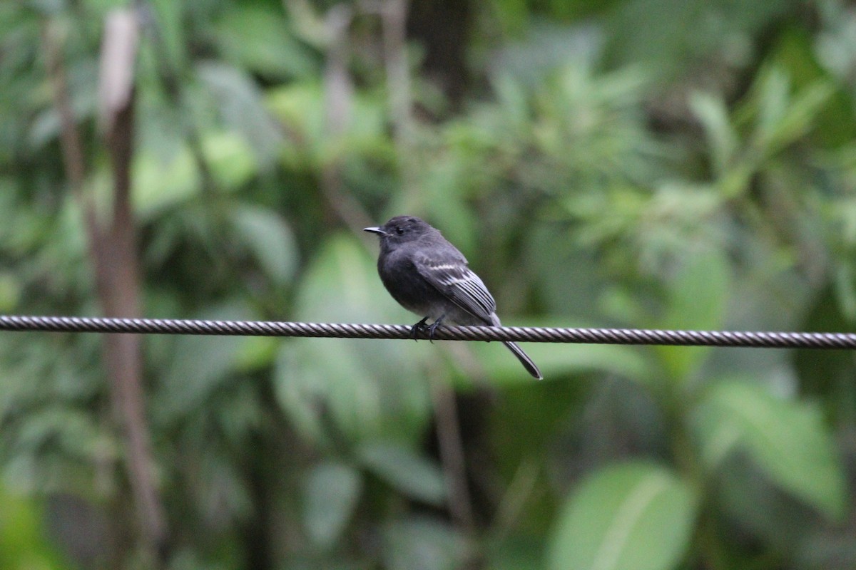 Black Phoebe - ML547287661