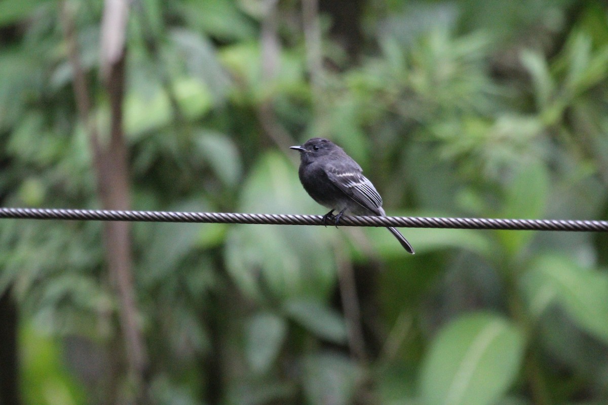 Black Phoebe - ML547287671