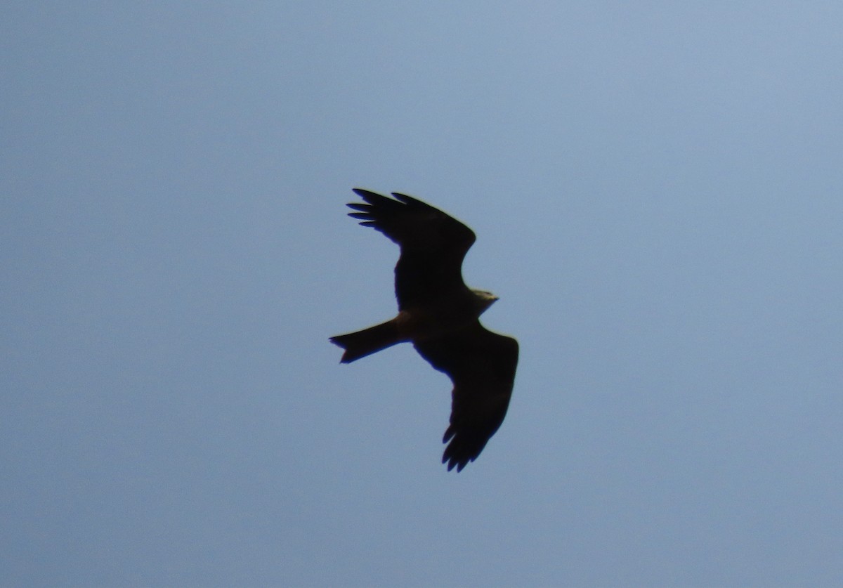 Black Kite - ML547288241