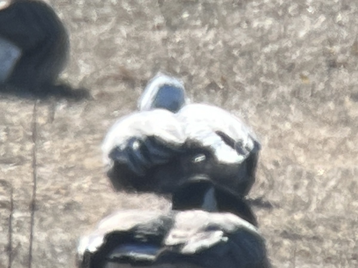 Schneegans - ML547288691