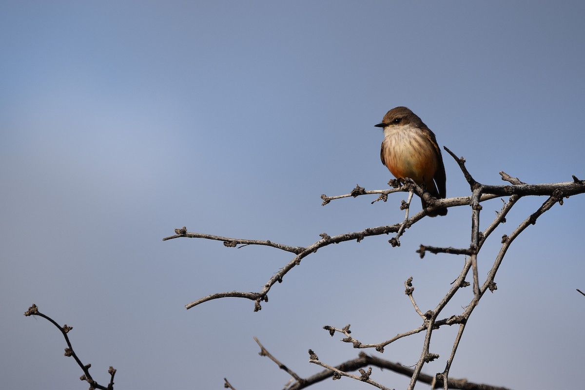 Vermilion Flycatcher - ML547288951